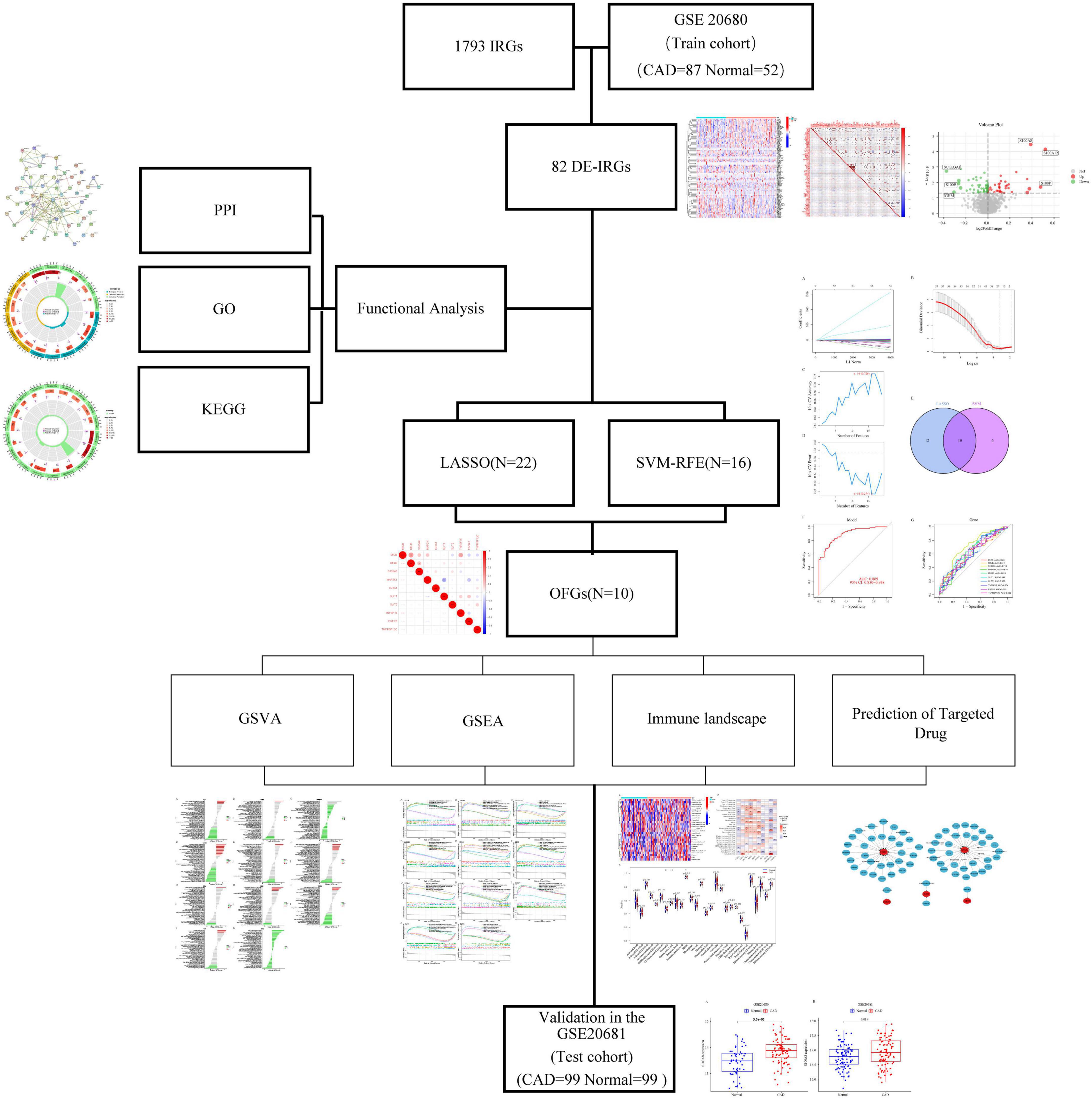 Immune-related potential biomarkers and therapeutic targets in coronary artery disease